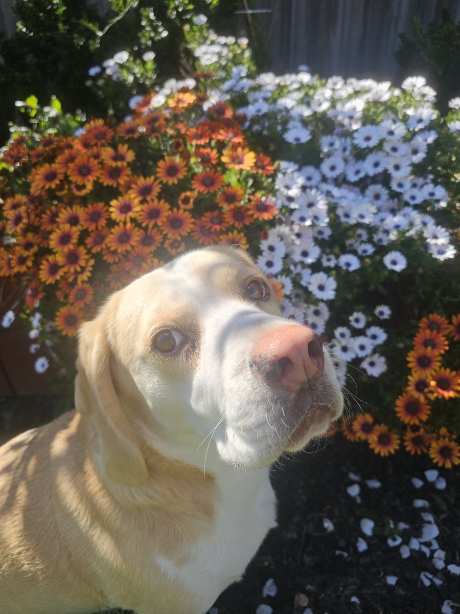 Lemon the dog