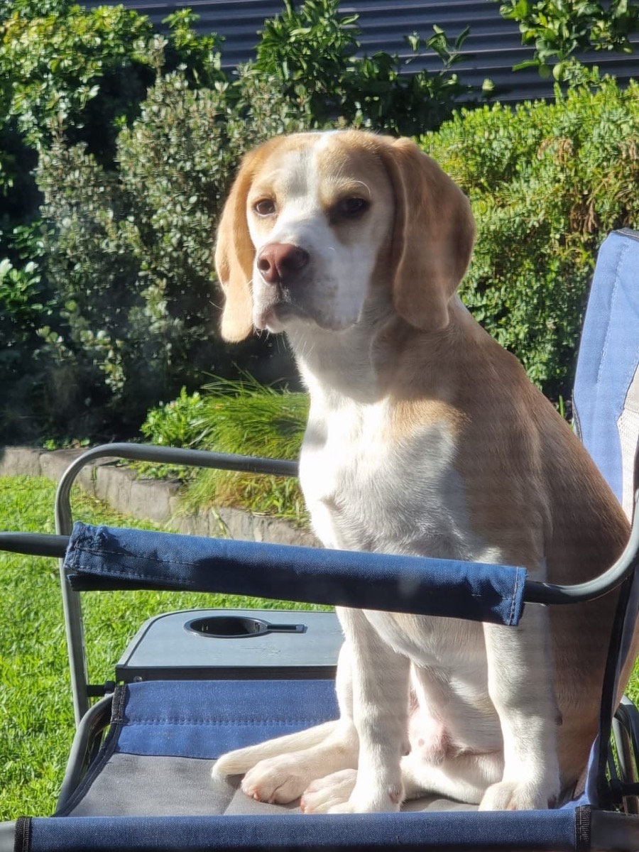 Lemon the dog